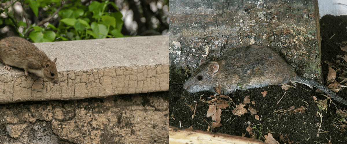 Intervention de dératisation contre les rats à Paris