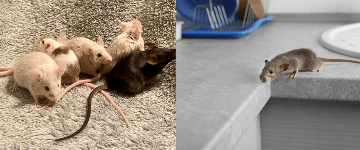 Intervention de dératisation contre les souris à Paris