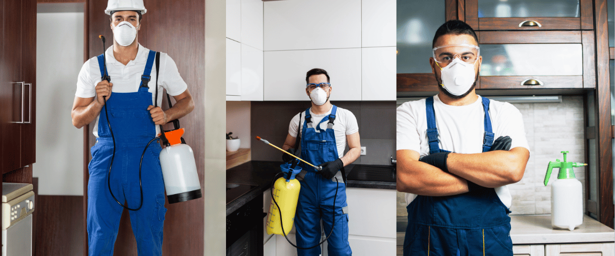 Inspection préventive rongeurs