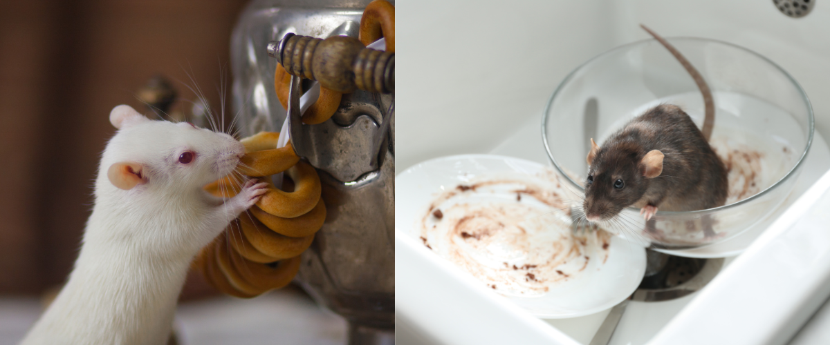 contrat de dératisation